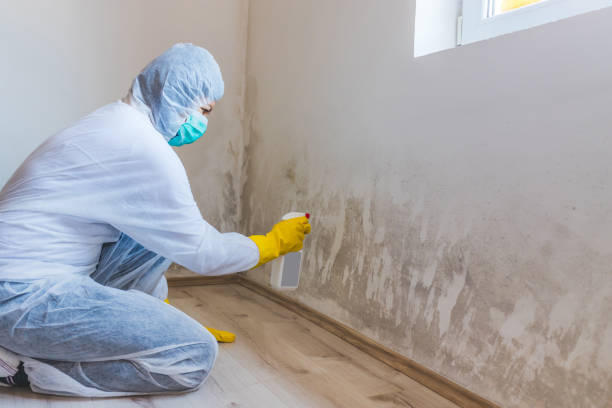 Licensed Mold Remediation service in Albertson, NY - WQB Mold Removal